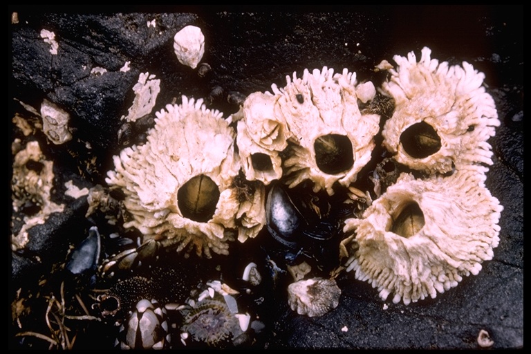 Semibalanus cariosus